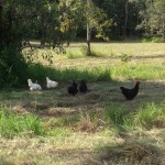 Free Ranging Chickens